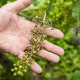 Les conditions météorologiques de ces dernières semaines ont favorisé le développement du mildiou, un champignon qui s'en prend aux feuilles et aux grappes dans les vignes. Ici dans un vignoble à Auvernier (NE).